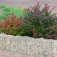 Palisades MOGIELICA